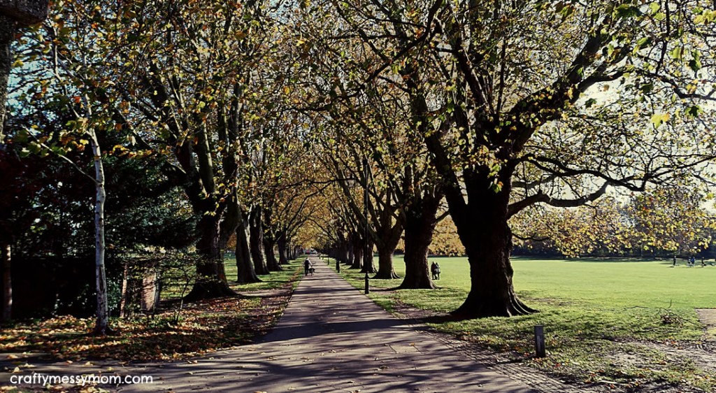 London-plane trees by craftymessymom.com